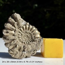 Promicroceras Golden Pyrite Ammonite Fossil Black Ven Marls Lower Lias Jurassic
