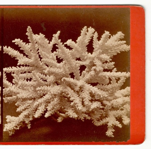 Nature science white stony - nature,