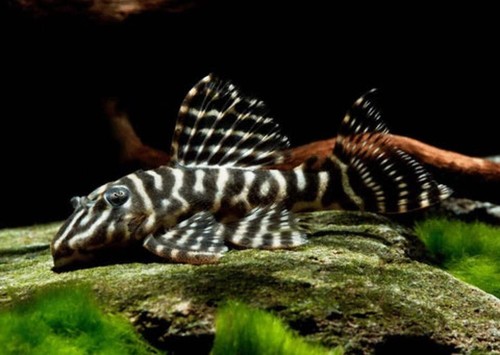 Pleco zebra brown - pleco,