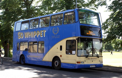 Whippet fenstanton x605rgk - whippet,