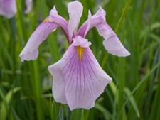 Pink water iris rose - water,