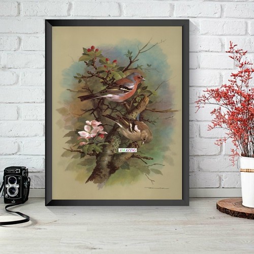 Basil ede british birds - basil, ede: