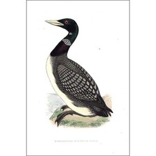 BIRDS White Billed Great Northern Diver - Hand Coloured - Antique Print 1903