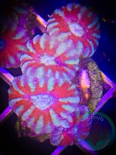 SAF~ ‘WYSIWYG” Bi-color