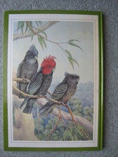 Australian Parrots and