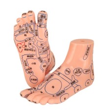 2x Human Feet Acupoint Model