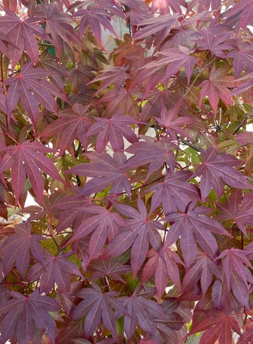 Acer atropurpureum purple - acer, tall
