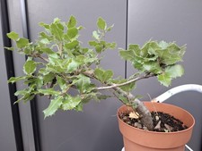 Quercus Ilex Holm Oak Bonsai