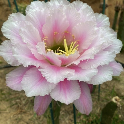 Cactus succulent plant big - cactus,