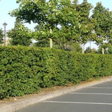 20 Native Hornbeam Hedging