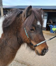 Miniature shetland hand - miniature,