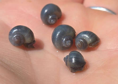 Blue mystery snails 8 pack - blue,