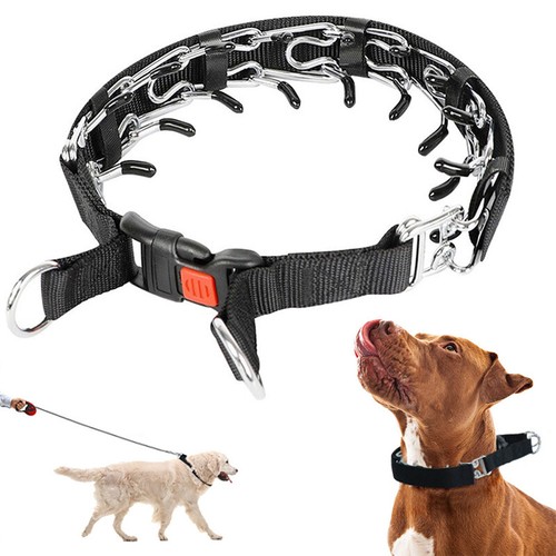 Dog choke collar training - dog,