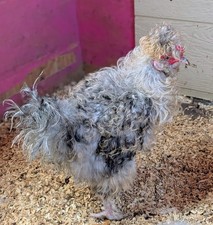 Silkie (Wooly Chance) Chicken
