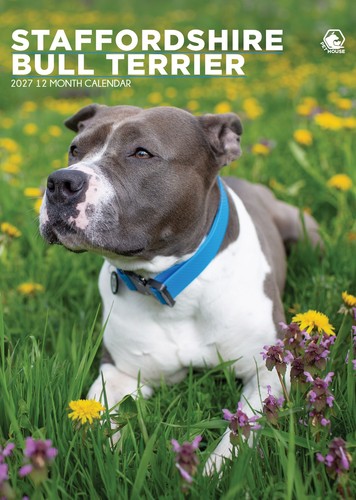 Staffordshire bull terrier - staffordshire,