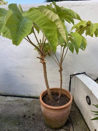 Large tetrapanax papyrifer - large,