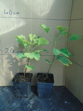 Gingko biloba (maidenhair tree) in 9 cm pot x2