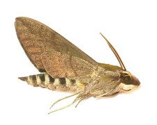 LEPIDOPTERA, SPHINGIDAE