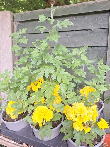 Chrysanthemum morifolium - chrysanthemum,