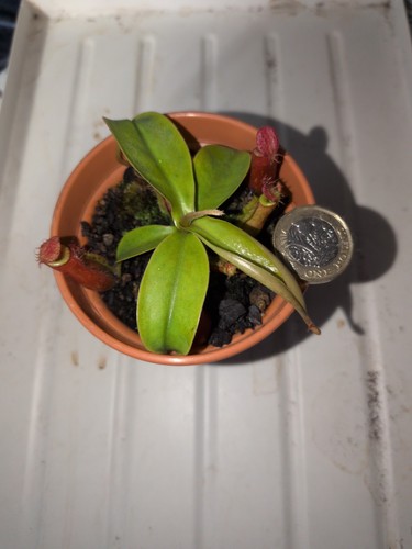 Nepenthes - , mary)