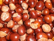 50 CONKERS FROM NORTH YORKSHIRE FRESHLY PICKED IN VARIOUS SIZES FREE POSTAGE