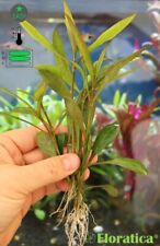 Live Aquarium Plants Tropical Aquascape Shrimp Safe Fish Tank Snail Free