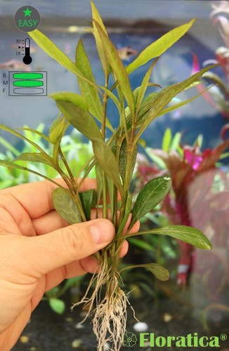 Live aquarium plants tropical - live,