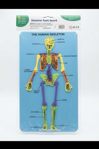 For education human - for, skeleton