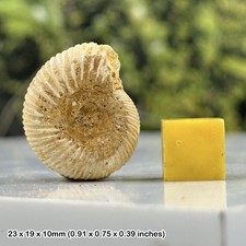 Perisphinctes ammonite fossil