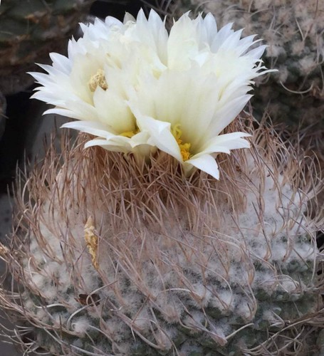 Strombocactus jarmilae 100