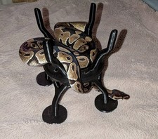 3D Printed Snake Enrichment