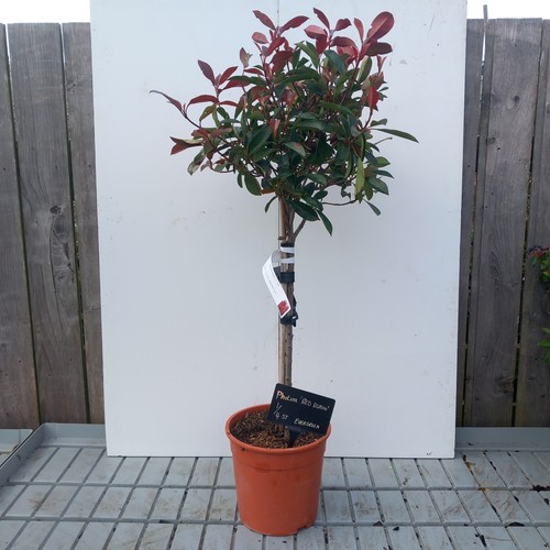 Photinia serr red robin 1 - 'red, 1/4