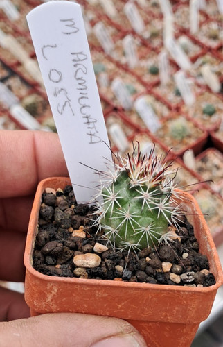 Mammillaria armillata lau - armillata, 055