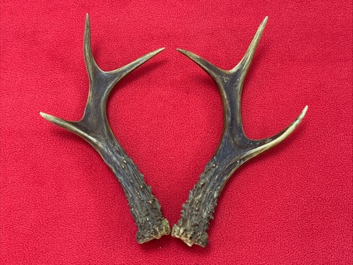 Pair roe deer antlers - pair,