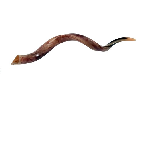 Shofar kudu yemenite horn - kudu,