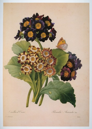 Vintage redouté print - vintage,