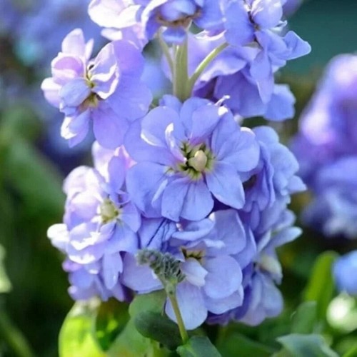 Stock matthiola incana - stock,