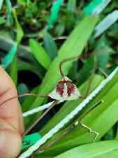 Rare Dracula ripleyana orchid