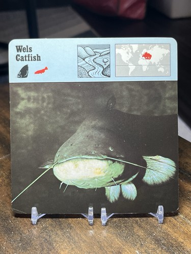 Wels catfish 1977 editions - wels, catfish,