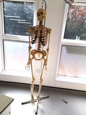 Model Human Skeleton Actual
