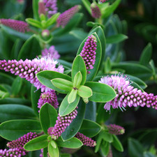 Large, Garden Ready Plant -