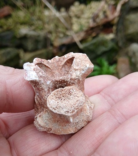 Morocco fossil sea - fossil, snake