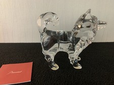 Sled Dog Husky in Baccarat