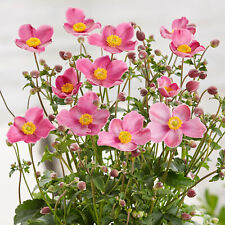Anemone Plant - Fantasy Jasmine | Deciduous Flowering Outdoor Garden Perennial