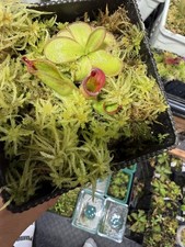Heliamphora Macdonaldae