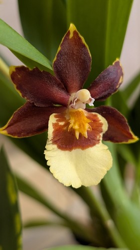 Rare oncostele top - top, tails