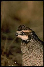 352008 Bobwhite Quail Cock A4