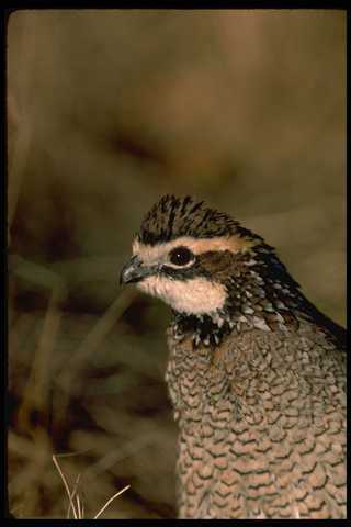 352008 bobwhite quail cock - bobwhite,