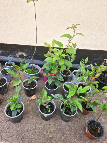 Apple tree gala seedlings - apple, 'gala'