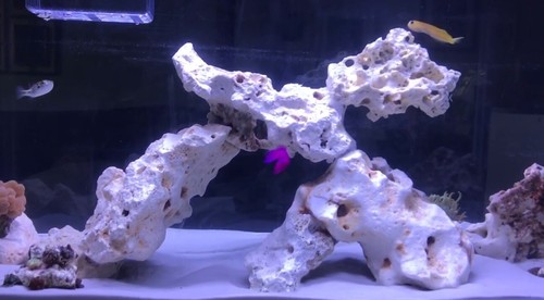Aquarium dried reef rock mixed - reef,
